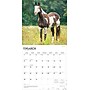 2026 BrownTrout Quarter Horses 12" x 12" Monthly Wall Calendar (9798330705290)~#|#~57FDDEB7-A7E1-4E1C-857C9FB601DBEF52_sc7