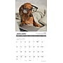 2027 Willow Creek Dachshund Rules  12" x 12" Monthly Wall Calendar (59951)~#|#~5813803A-A93B-4C1D-BE3073FFF1C5D6DA_sc7