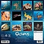 2026 Willow Creek Octopus 12" x 12" Monthly Wall Calendar (56028)~#|#~5817B841-0337-424E-819A273C5DCD03C8_sc7