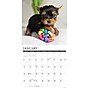 2026 Willow Creek Yorkie Puppies 12" x 12" Monthly Wall Calendar, Reversible (53362)~#|#~5829B024-3639-4B58-B2BB8374DB7156FB_sc7
