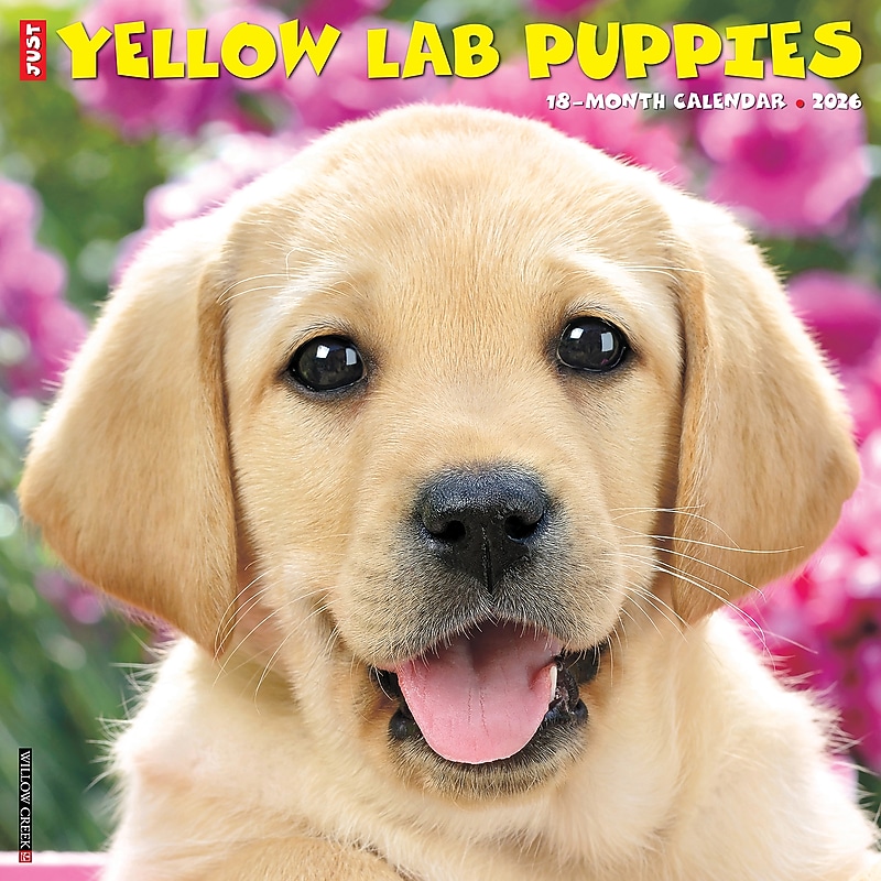 2026 Willow Creek Yellow Lab Puppies 12" x 12" Monthly Wall Calendar (53348) image 1