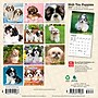 2027 BrownTrout Shih Tzu Puppies 7" x 7" Monthly Wall Calendar (9798330710089)~#|#~58756909-E334-4034-B49C4B3B4869852A_sc7
