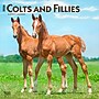 2026 BrownTrout Colts and Fillies 12" x 12" Monthly Wall Calendar (9798330703012)~#|#~58782E6D-1748-4CAE-AF26CCC64FD18C4B_sc7