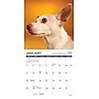 2026 Willow Creek Chihuahua Rules 7" x 7" Monthly Wall Calendar (53508)~#|#~5886425A-BDC7-4291-B6F3684BFA5A160F_sc7