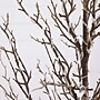 Nearly Natural 4-ft Pre-Lit Artificial Twig Tree with 240 Warm White LED Lights (T4927)~#|#~58CBD8F9-B359-4481-9FAE57CCF2BDC543_sc7