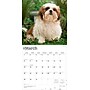 2026 BrownTrout Shih Tzu Puppies 12" x 12" Monthly Wall Calendar (9798330705559)~#|#~58E56E24-7AAC-44F5-A9D5190B863BC9B2_sc7