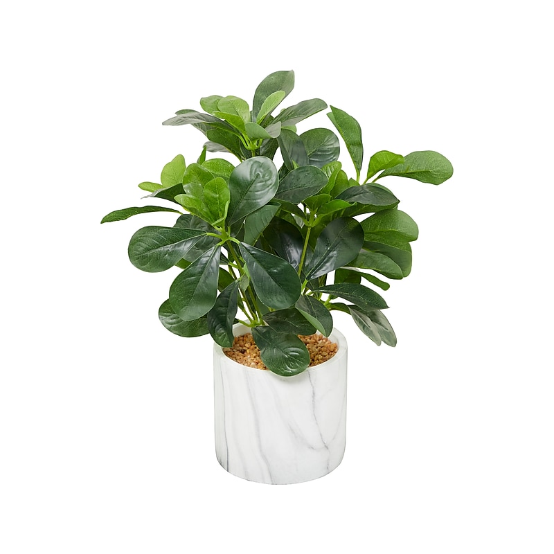 Uma Plant with Waxy Leaves in Pot (89991) image 1