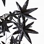 Nearly Natural Artificial Halloween Eerie Black Maple Tree, 4' (T5152)~#|#~593333AA-BC11-496A-953AA7FA368F126A_sc7