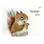 USPS Squirrels & Chipmunks in Snow Forever 20 Postage Stamps (FOR-SQUIRREL-20)~#|#~59A2D745-A2D8-4F65-B60FC519D280D954_sc7