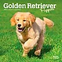 2027 BrownTrout Golden Retriever Puppies 7" x 7" Monthly Wall Calendar, Assorted Colors (9798330710010)~#|#~59AC2FD2-97AB-4945-BA7AEEB7EA93E225_sc7