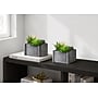 Monarch Specialties Inc. 8" Artificial Succulent Plant in Pot, 2/Set (I 9370)~#|#~59BB58BF-1893-4B27-99C7C3A353CCC70E_sc7