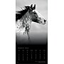 2026 BrownTrout The BrownTrout Portrait Series: The Noble Horse 12" x 12" Monthly Wall Calendar (9798330703753)~#|#~59E31BEB-C0F0-446E-9B6947840CE8F86F_sc7