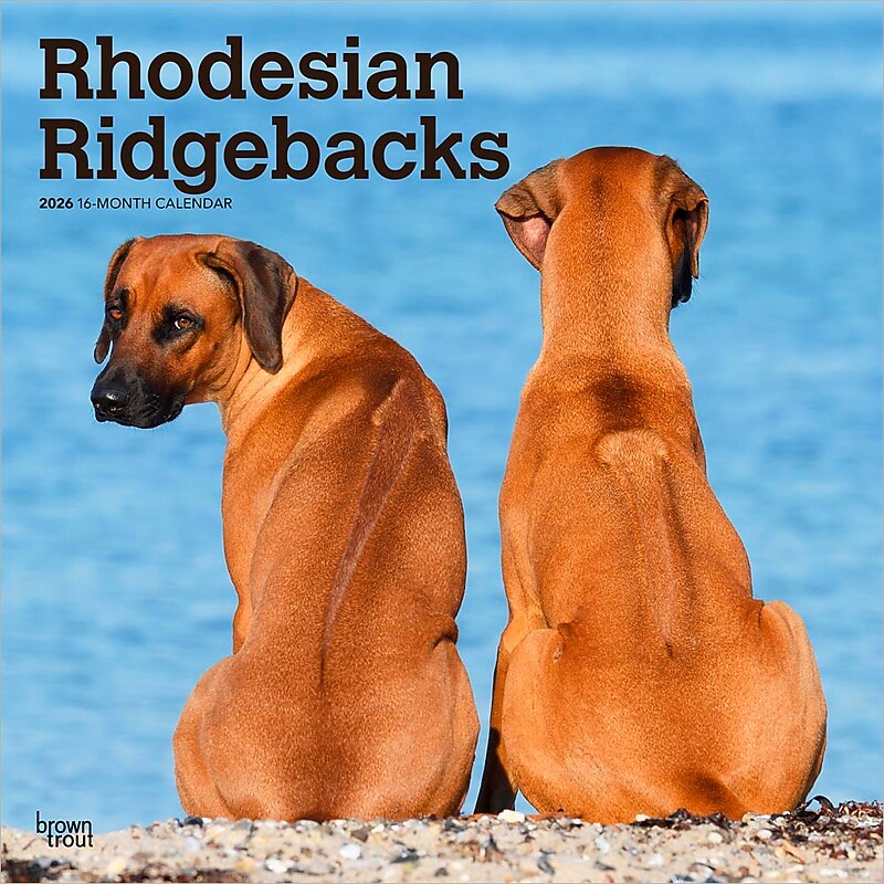 2026 BrownTrout Rhodesian Ridgebacks 12" x 12" Monthly Wall Calendar (9798330705337) image 1