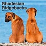2026 BrownTrout Rhodesian Ridgebacks 12" x 12" Monthly Wall Calendar (9798330705337)~#|#~59FE7D3B-3E63-4CA9-BEA7F4CA189F91CD_sc7