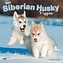 2027 BrownTrout Siberian Husky Puppies 12" x 12" Monthly Wall Calendar (9798330712700)~#|#~5A01FE65-729D-4636-A5777A6A258F95D6_sc7