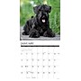 2026 Willow Creek Schnauzers 12" x 12" Monthly Wall Calendar (52686)~#|#~5A49A589-3AA0-4216-A95BD1F59F0C4113_sc7