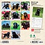 2026 BrownTrout Black Labrador Retriever Puppies 7" x 7" Monthly Wall Calendar (9798330704187)~#|#~5A500F68-F3DE-4083-B66DD0D130361152_sc7