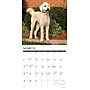 2026 Willow Creek Labradoodles 12" x 12" Monthly Wall Calendar (51726)~#|#~5A5752C8-5455-40D4-8CA55189B9BE5837_sc7