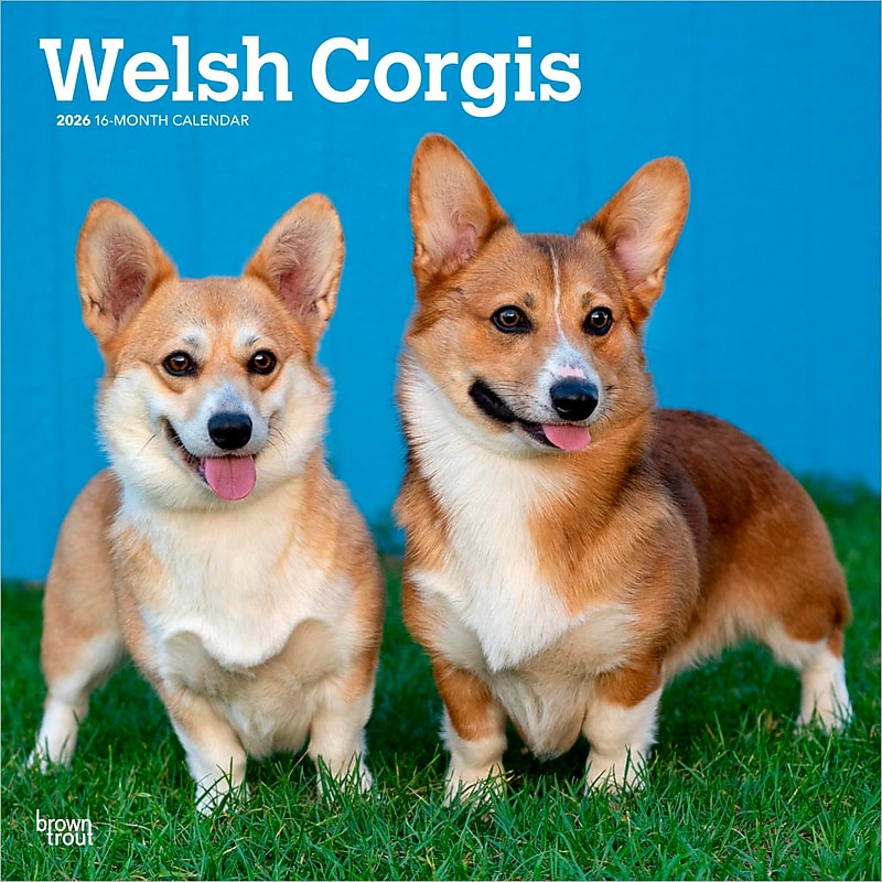 2026 BrownTrout Welsh Corgis 12" x 12" Monthly Wall Calendar (9798330706235) image 1