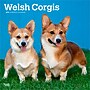 2026 BrownTrout Welsh Corgis 12" x 12" Monthly Wall Calendar (9798330706235)~#|#~5A65952C-D992-4F7B-A2287E079E24EDF0_sc7