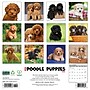 2026 Willow Creek Poodle Puppies 12" x 12" Monthly Wall Calendar (52433)~#|#~5AD305A7-E799-40AA-983AC6C671ECDD9C_sc7