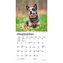 2027 BrownTrout Blue Heelers 7" x 7" Monthly Wall Calendar, Assorted Colors (9798330709908)~#|#~5B0C1D2F-8A2D-4566-9E1E614A54D91BF4_sc7