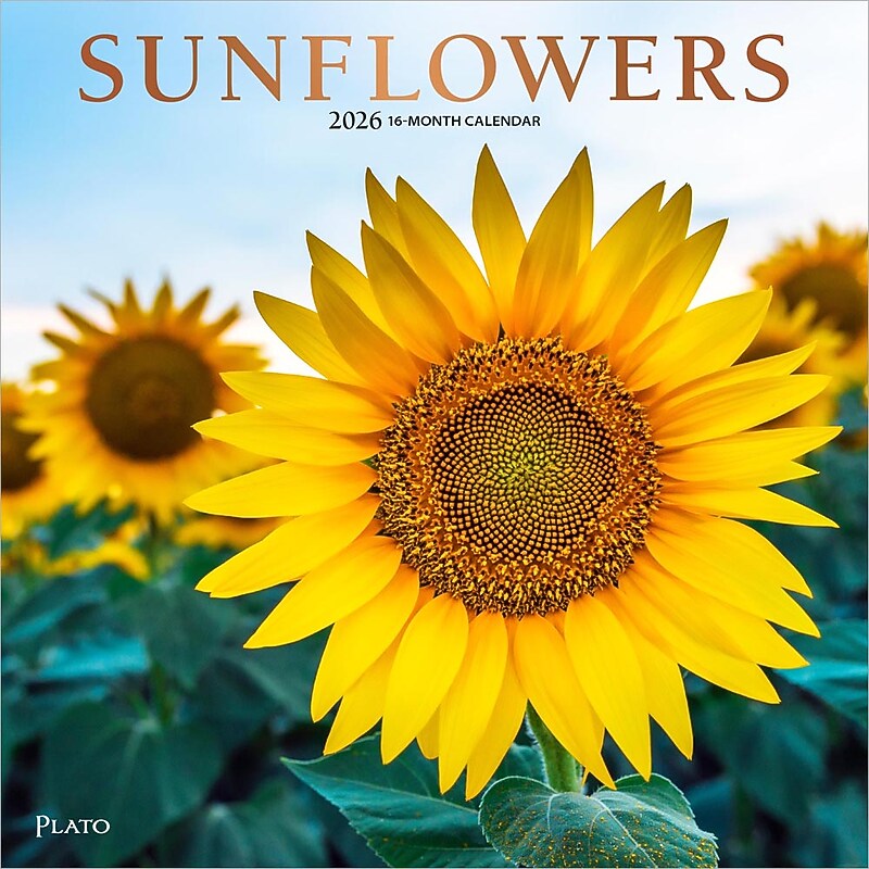 2026 Plato Sunflowers 12" x 12" Monthly Wall Calendar (9798330706655) image 1