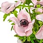 National Tree Company 10" Pink Anemone Flower Bouquet in White Basket (MT81-01626GPK-1)~#|#~5B6C8A18-01B7-4F5E-81F29A781552707C_sc7