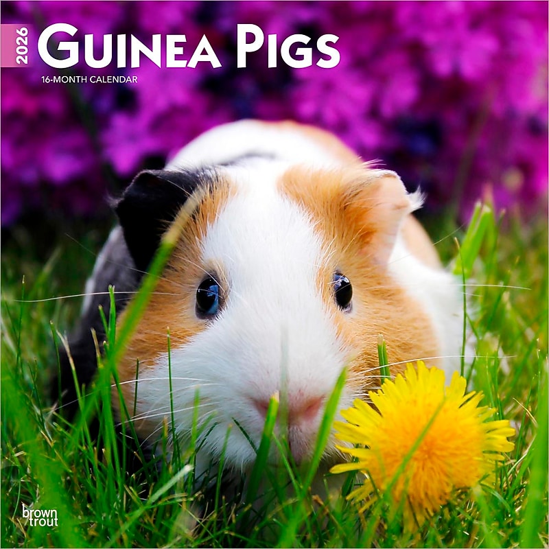 2026 BrownTrout Guinea Pigs 12" x 12" Monthly Wall Calendar (9798330703579) image 1