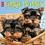 2027 Willow Creek Yorkie Puppies 12" x 12" Monthly Wall Calendar, Assorted Colors (63101)~#|#~5BF7769C-D794-4619-92AEE217B3986F60_sc7