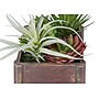 Monarch Specialties Inc. 10" Artificial Succulent in Pot, 2/Set (I 9371)~#|#~5C03A115-09D9-4E1B-BA3CA4082EAC1CCA_sc7
