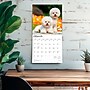2026 BrownTrout Bichon Frise 12" x 12" Monthly Wall Calendar (9798330702411)~#|#~5C31CB0B-DE7D-490E-AA8E33EDBE9AA058_sc7