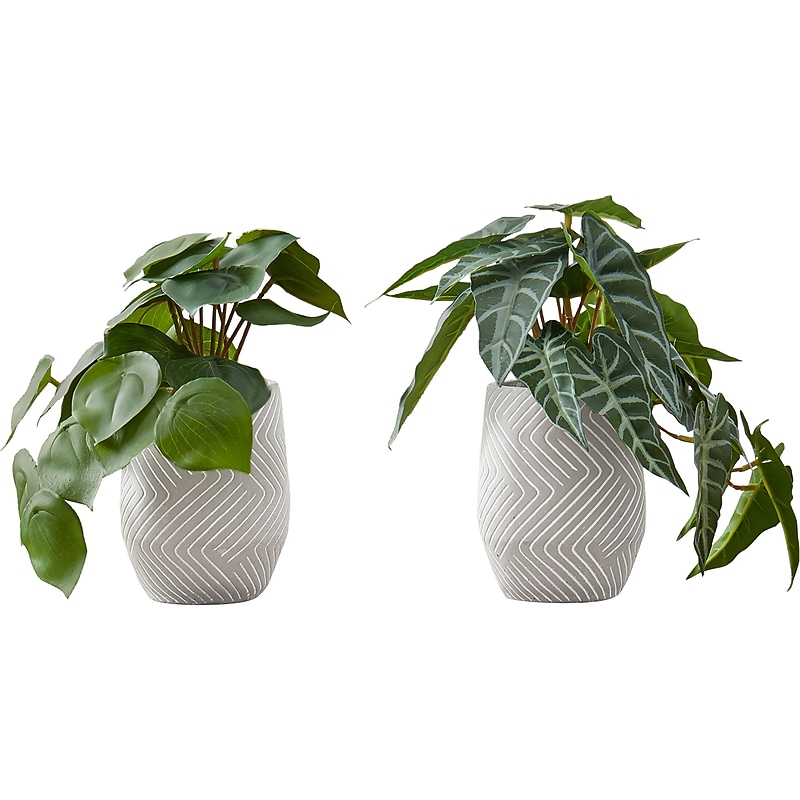 Monarch Specialties Inc. Alocasias in Pots, 2/Pack (I 9582) image 1