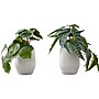 Monarch Specialties Inc. Alocasias in Pots, 2/Pack (I 9582)~#|#~5C66C50A-C779-446B-87333D80752ADB79_sc7