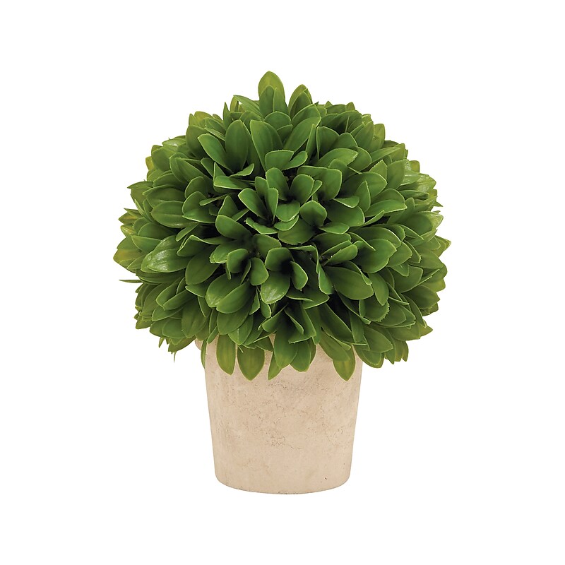 Uma Bush in Pot (50854) image 1