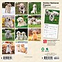 2026 BrownTrout Golden Retriever Puppies 7" x 7" Monthly Wall Calendar (9798330703456)~#|#~5CA263AD-A35F-421A-A1DE3798F7811EEB_sc7