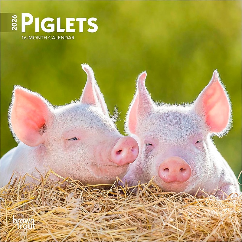 2026 BrownTrout Piglets 7" x 7" Monthly Wall Calendar (9798330705122) image 1