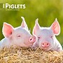 2026 BrownTrout Piglets 7" x 7" Monthly Wall Calendar (9798330705122)~#|#~5CF5F2A4-169E-41CF-8AFA36FD53217693_sc7