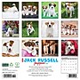 2026 Willow Creek Jack Russell Puppies 12" x 12" Monthly Wall Calendar (51610)~#|#~5D5B2B4A-E610-48FE-B6BE2558DEDED5F4_sc7