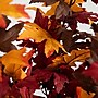 Nearly Natural 5' Autumn Smoky Maple Artificial Fall Tree (T4826)~#|#~5DC9BD63-6BA6-49FC-BEC118E6B6E254EA_sc7