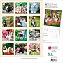 2026 BrownTrout Chatons 12" x 12" Monthly Wall Calendar (9798330707331)~#|#~5DD8E440-21E9-48AD-A50F242FC77C338B_sc7