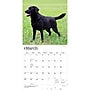2027 BrownTrout Black Labrador Retrievers 12" x 12" Monthly Wall Calendar (9798330712557)~#|#~5E04BA5D-8168-4765-B1DF52E0E9A83602_sc7