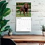 2027 BrownTrout Chocolate Labrador Retrievers 12" x 12" Monthly Wall Calendar (9798330712564)~#|#~5E233BA3-4524-41CE-9539E4FFAB0285C9_sc7