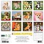 2026 Willow Creek Corgi Puppies 12" x 12" Monthly Wall Calendar (50811)~#|#~5E39A20D-5354-4B22-9A6064D2E27AFCB5_sc7