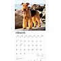 2026 BrownTrout Airedale Terriers 12" x 12" Monthly Wall Calendar (9798330702015)~#|#~5EC553EA-83E1-4A7C-8BD53553F403C831_sc7