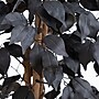Nearly Natural Artificial Halloween Black Ficus Tree, 3' (T5134)~#|#~5ED351CE-CD86-4FB2-B4AC127FFC943016_sc7