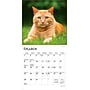 2026 BrownTrout Cat Lovers 7" x 7" Monthly Wall Calendar (9798330702770)~#|#~5EE62307-12A5-44ED-97DBED8388211765_sc7