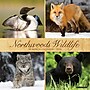 2026 Willow Creek Northwoods Wildlife 12" x 12" Monthly Wall Calendar (52204)~#|#~5EF3D87B-DBDA-4CD5-975922647D308CB3_sc7
