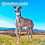 2026 BrownTrout Greyhounds 12" x 12" Monthly Wall Calendar (9798330703555)~#|#~5F34D9E0-A862-4316-AF601417B6EE9632_sc7
