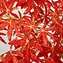 Nearly Natural 5' Autumn Vibrant Maple Artificial Fall Tree (T4832)~#|#~5F483B99-B7CB-46A6-8A6D3B71328DB524_sc7